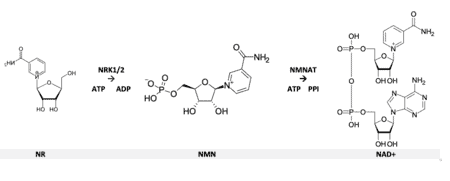 Checmical structure pathway from NR to NAD+