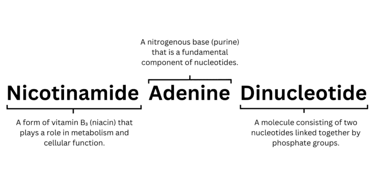 What Is NAD+? Nicotinamide Adenine Dinucleotide