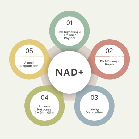 NAD+ (1)