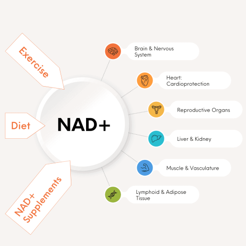 How To Increase NAD+